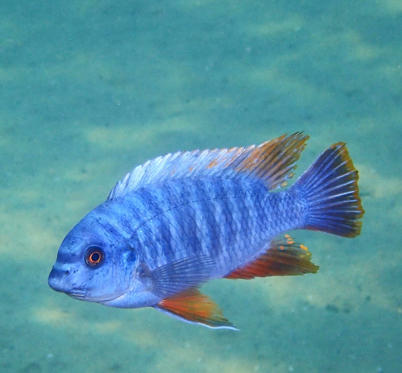 Labeotropheus fuelleborni 'Thumbi West Island'